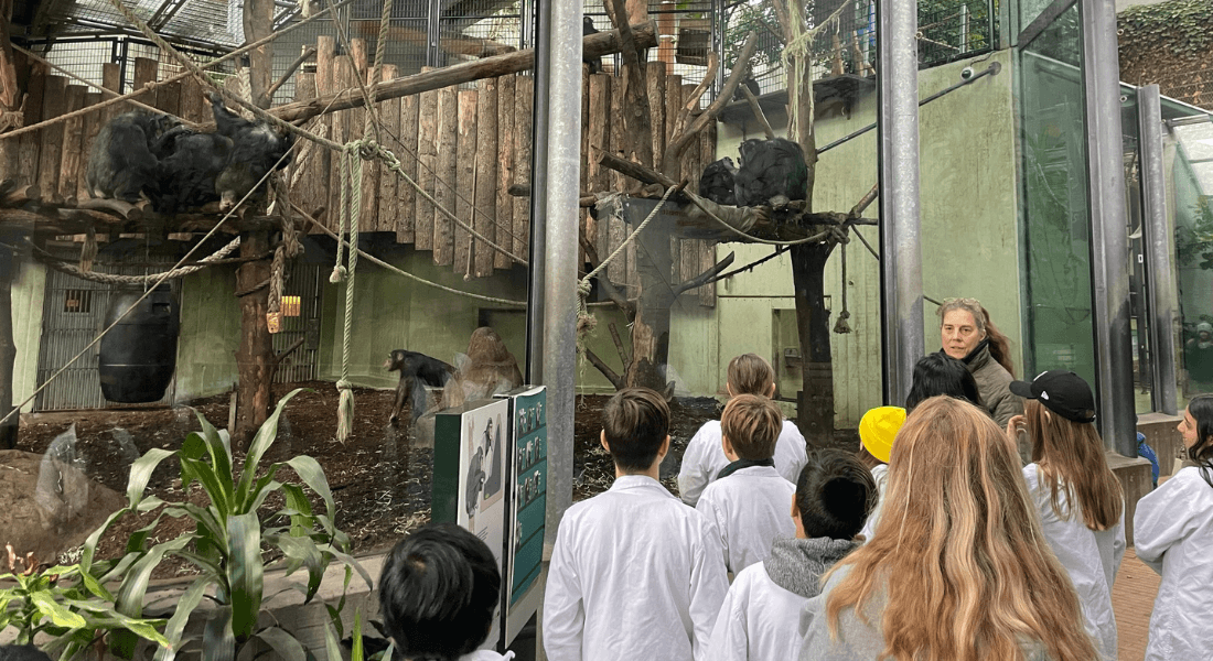 En 4. klasse deltager i skoleprogrammet Hjælp Chimpansen ved København Zoo.