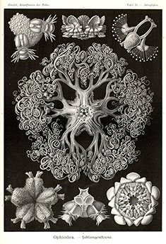 Tegning af Ernst Haeckel